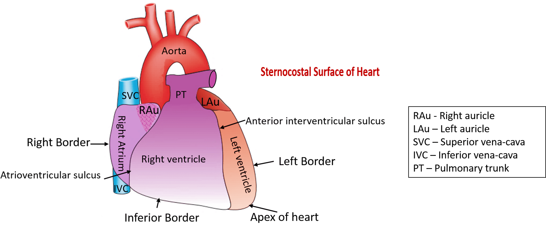 Human Heart Anatomy Bordersand Surfaces PNG Image