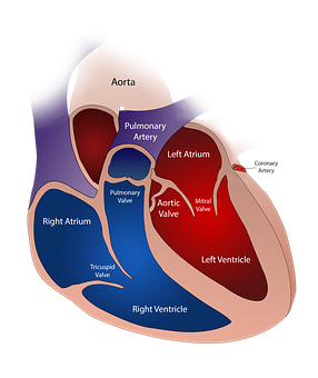 Human Heart Anatomy Illustration PNG Image