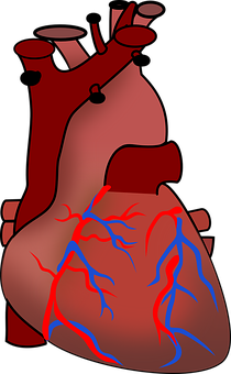 Human Heart Anatomy Illustration PNG Image