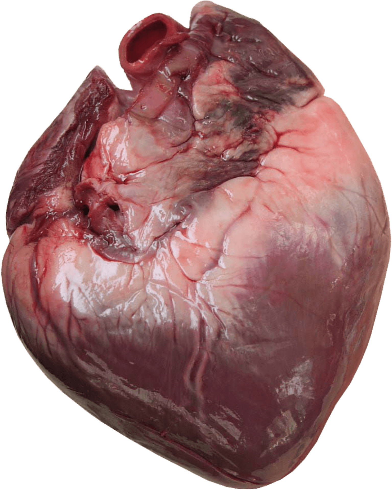 Human Heart Anatomy PNG Image