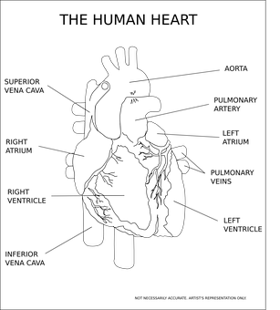 Human Heart Illustration Black Background PNG Image