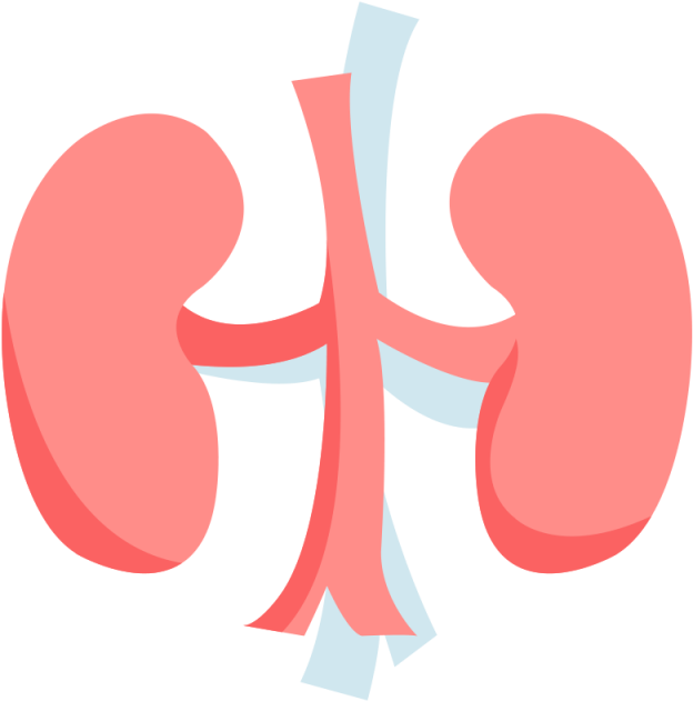 Human Kidney Anatomy Illustration PNG Image