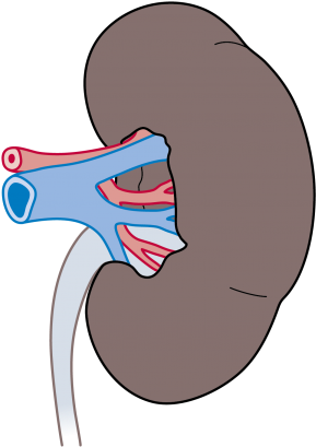 Human Kidney Anatomy Illustration PNG Image