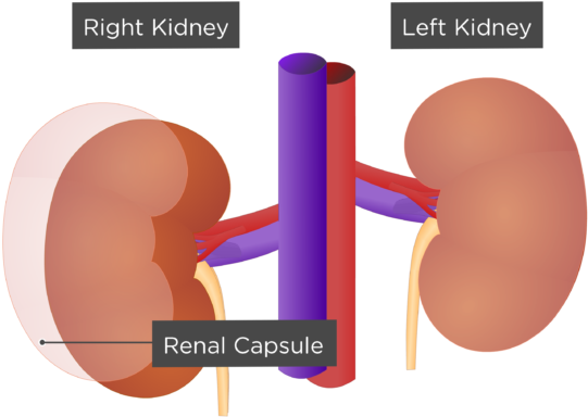 Human Kidney Anatomy Illustration PNG Image