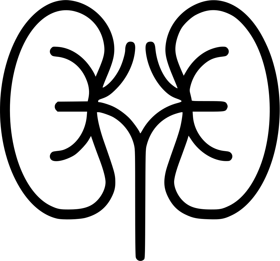 Human Kidney Anatomy Illustration PNG Image