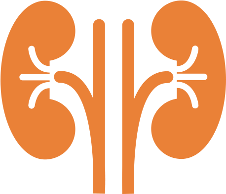 Human Kidney Anatomy Illustration PNG Image