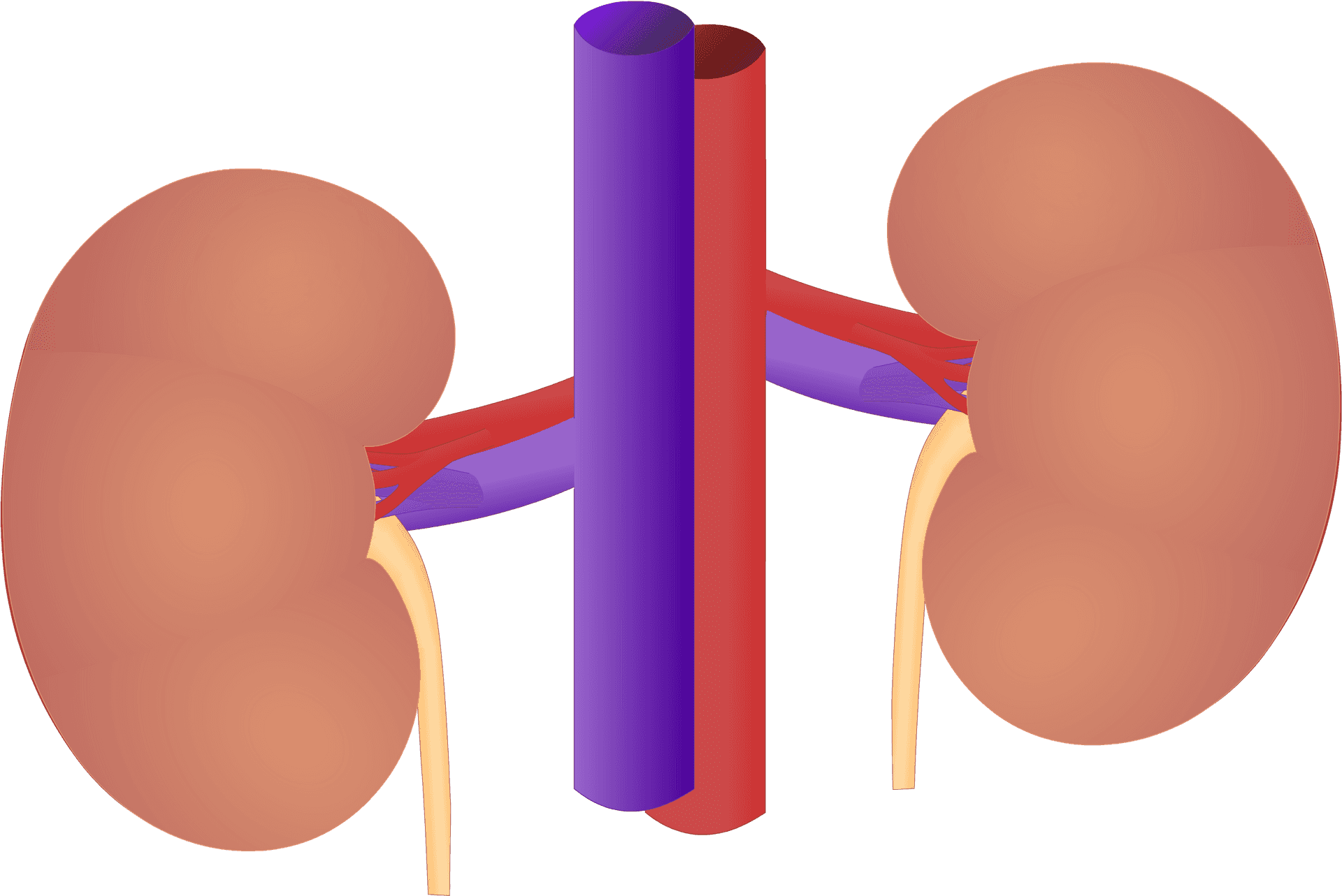 Human Kidney Anatomy Illustration PNG Image