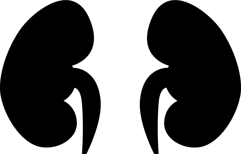 Human Kidney Silhouette PNG Image