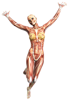 Human_ Muscular_ System_ Anatomy PNG Image