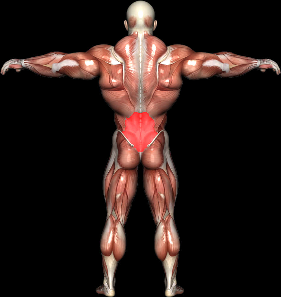 Human Muscular System Lower Back Pain PNG Image