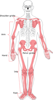 Human Skeleton Anatomy Illustration PNG Image