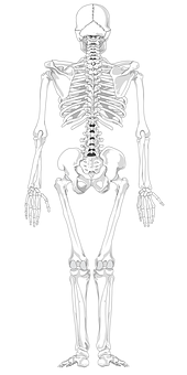 Human Skeleton Anatomy Illustration PNG Image