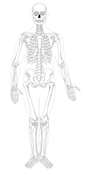 Human Skeleton Anatomy Illustration PNG Image