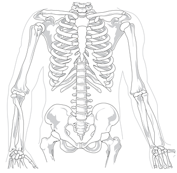 Human Skeleton Anatomy Illustration PNG Image