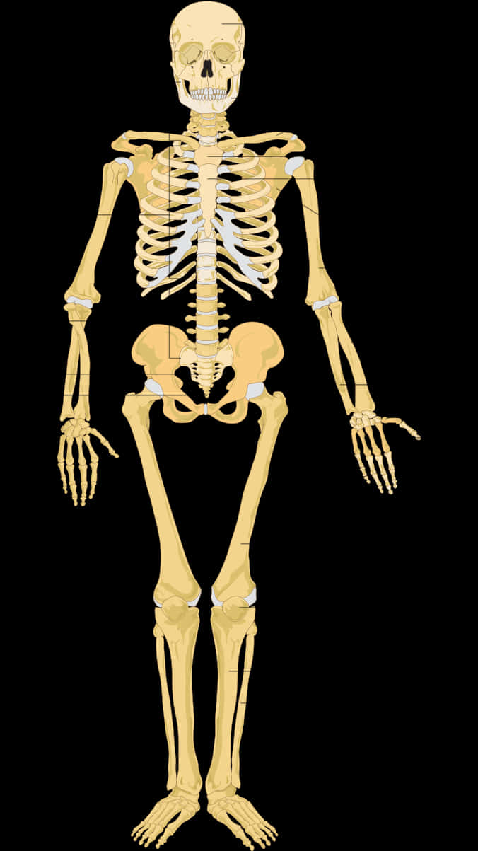 Human Skeleton Anatomy PNG Image