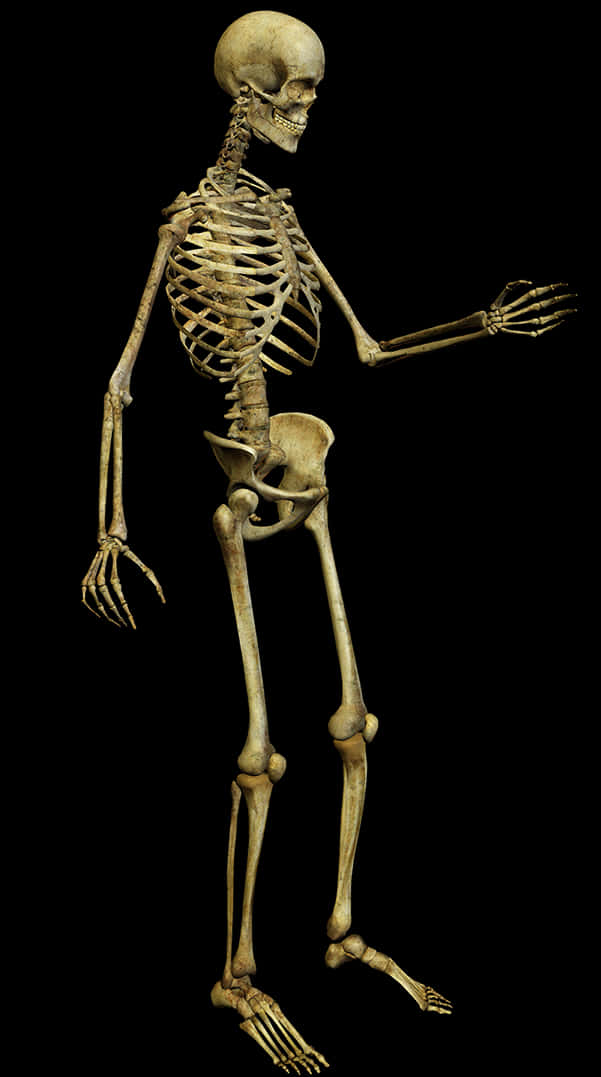 Human Skeleton Isolatedon Black PNG Image