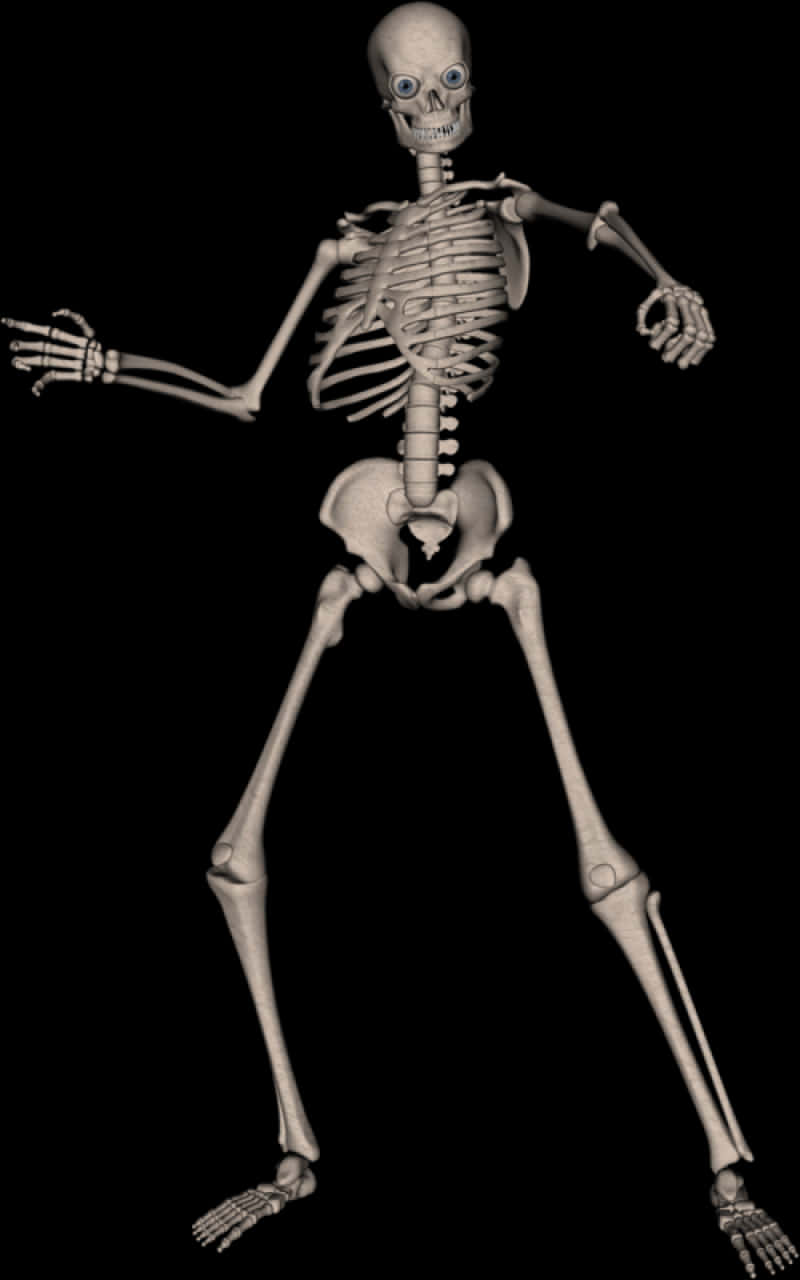 Human Skeleton Model Pose PNG Image