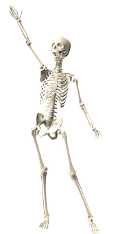 Human Skeleton Raising Hand PNG Image