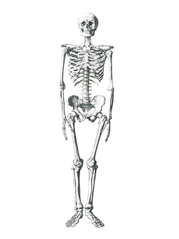 Human Skeleton Standing Dark Background PNG Image