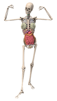 Human Skeletonwith Internal Organs PNG Image