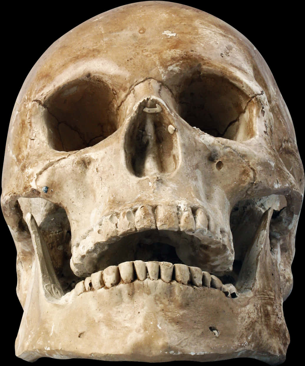 Human_ Skull_ Closeup PNG Image