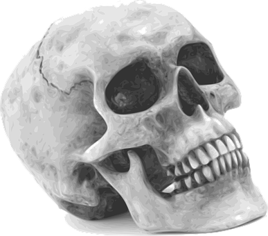 Human Skull Graphic Illustration PNG Image