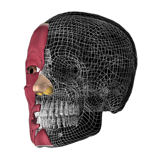 Human Skull Half Muscle Half Wireframe PNG Image