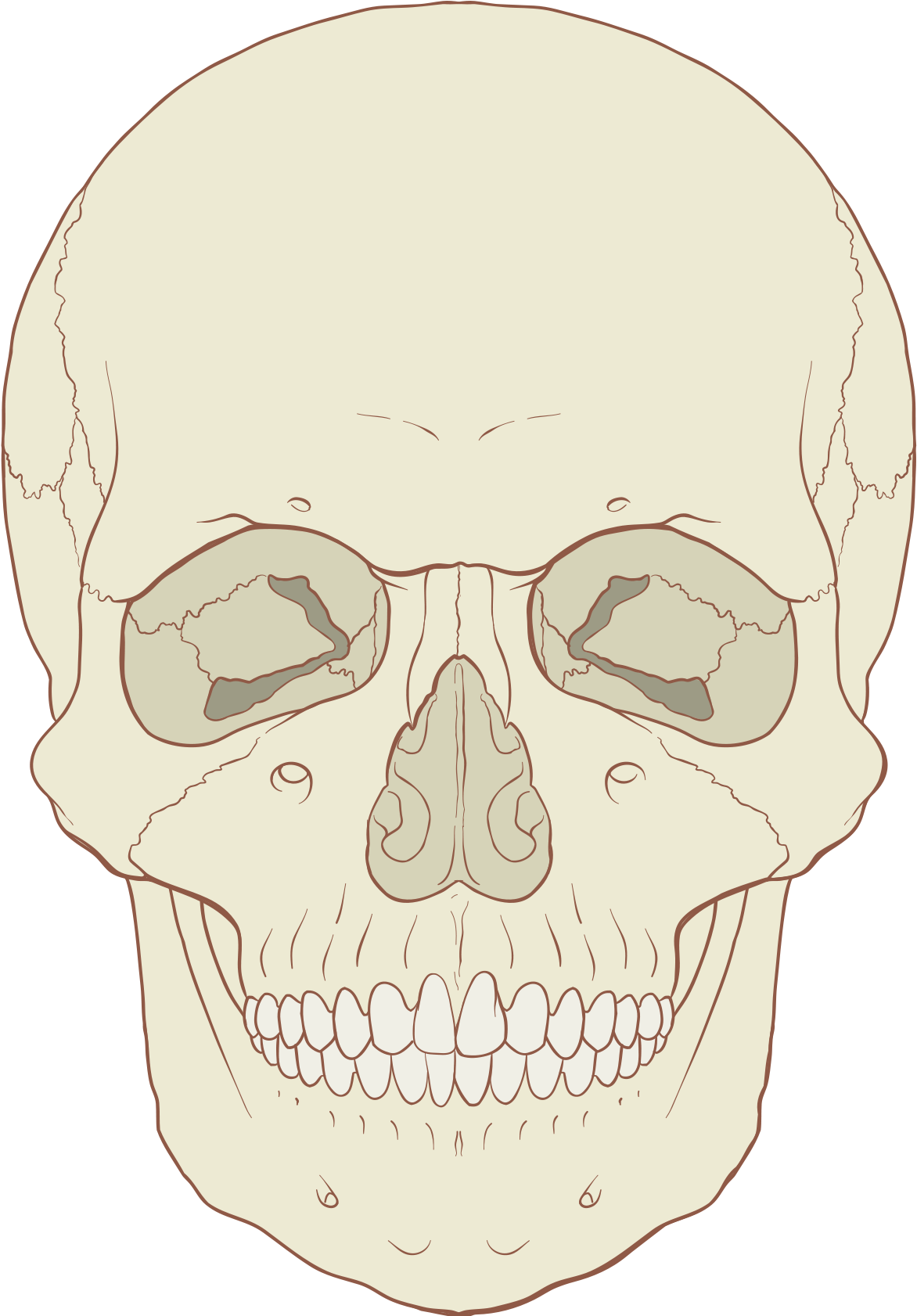 Human Skull Illustration PNG Image