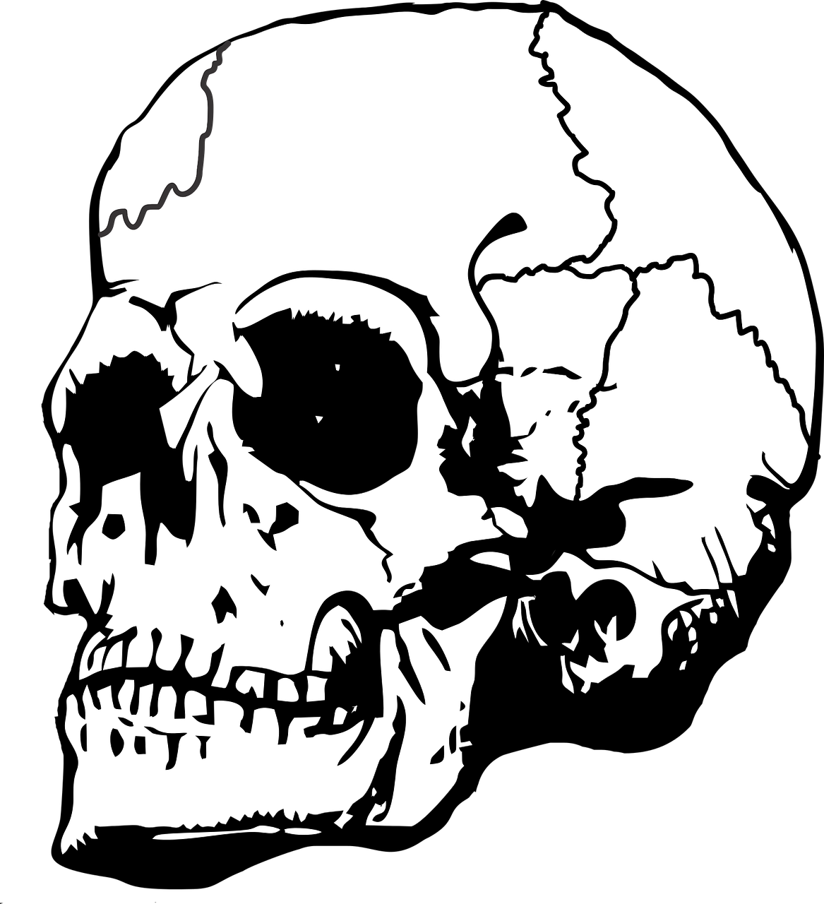 Human Skull Illustration PNG Image