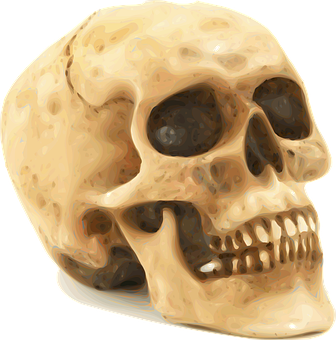 Human Skull Illustration PNG Image