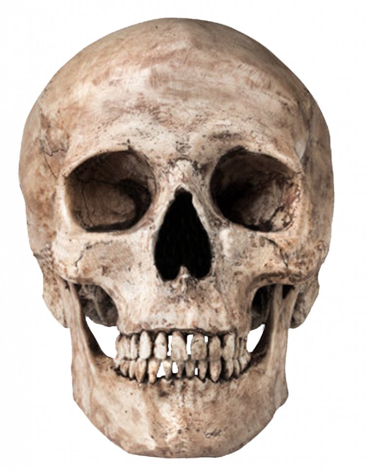 Human Skull Transparent Background.png PNG Image