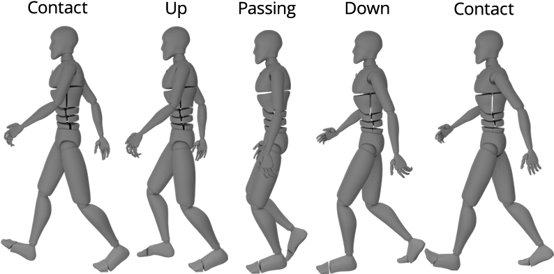 Human Walking Cycle Animation Stages PNG Image