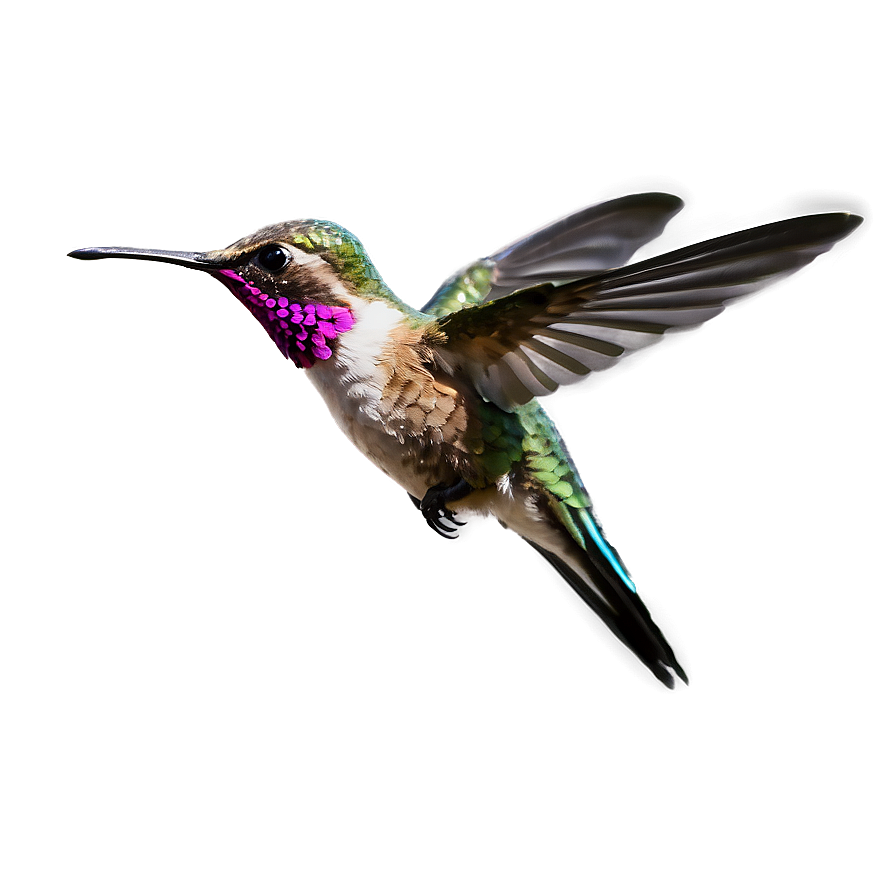 Hummingbird In Flight Png 33 PNG Image