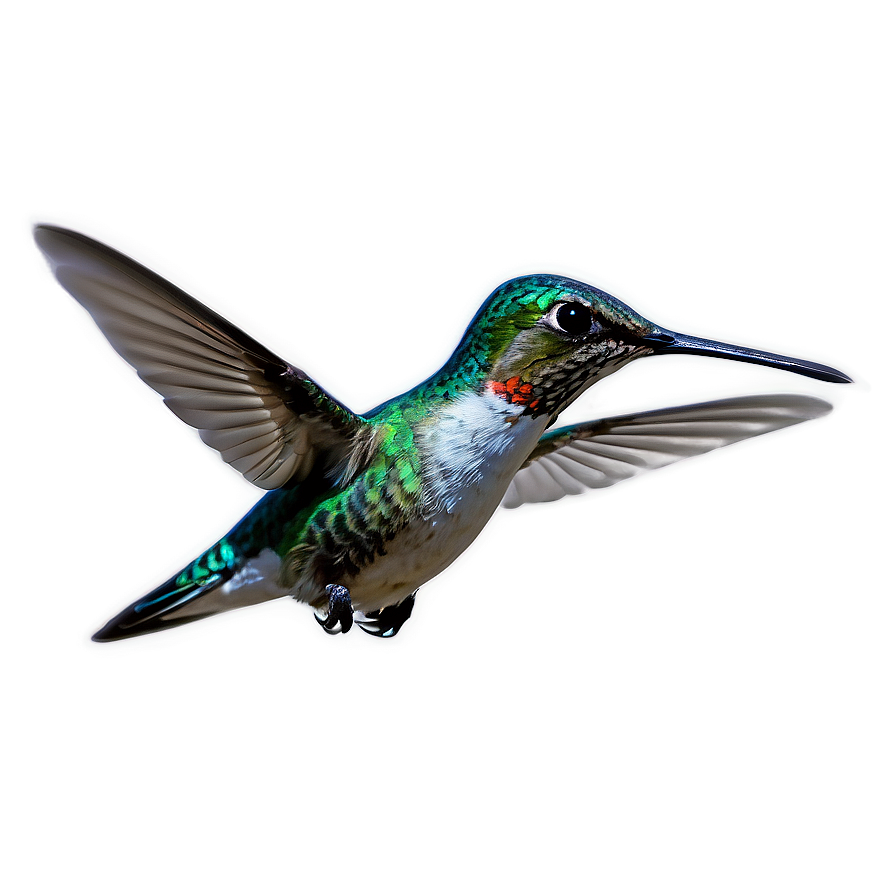 Hummingbird In Flight Png Rim90 PNG Image