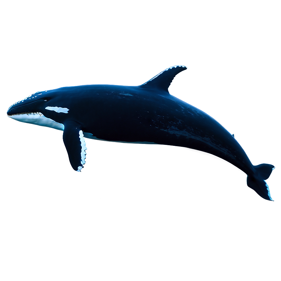 Humpback Whale And Moonlight Png Glp73 PNG Image