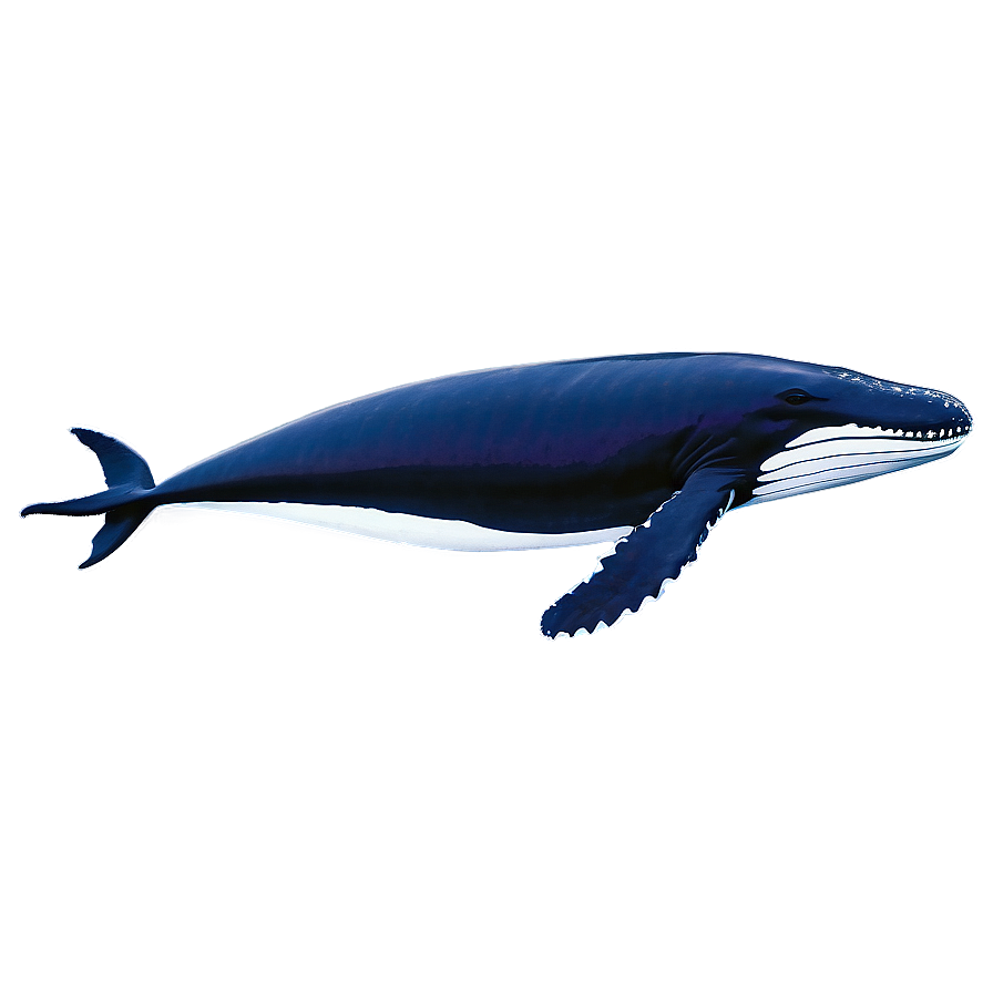 Humpback Whale Conservation Efforts Png Qoc31 PNG Image