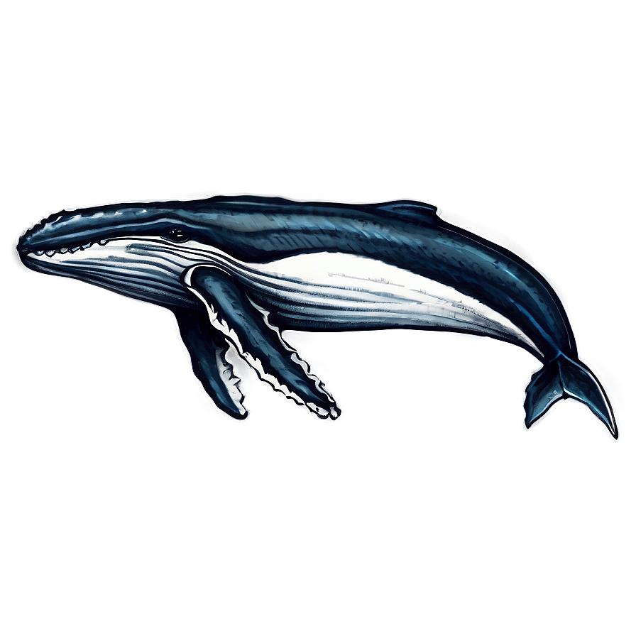 Humpback Whale Detailed Sketch Png 77 PNG Image