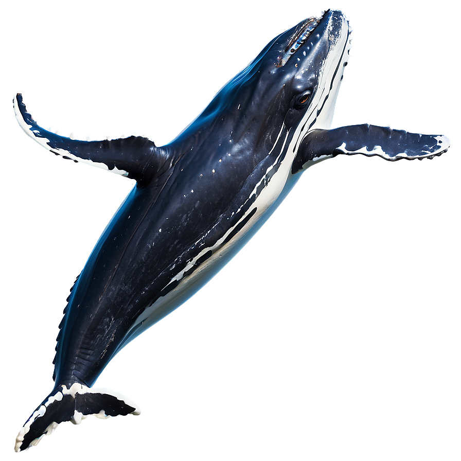 Humpback Whale Eco-tourism Png Ckq PNG Image