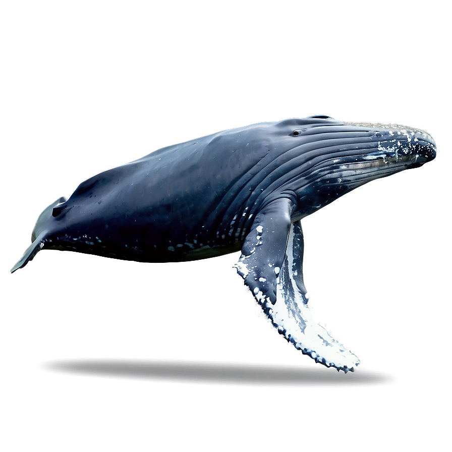 Humpback Whale Fluking Behavior Png Lco PNG Image