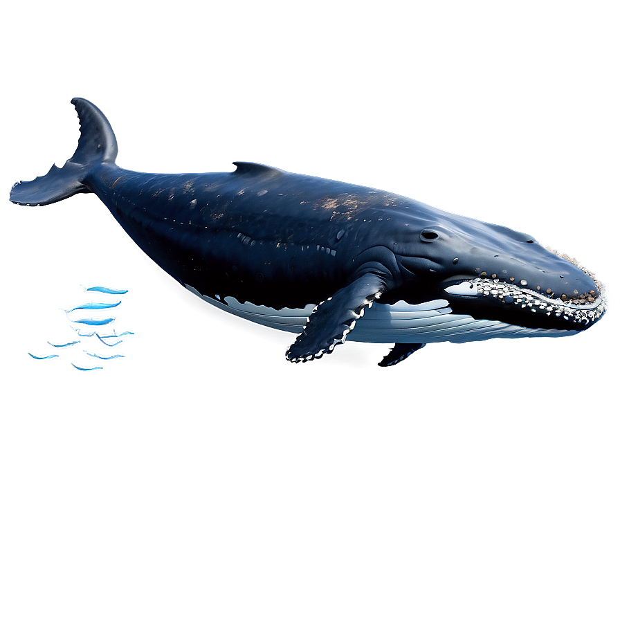 Humpback Whale Full Body Png Wnu PNG Image