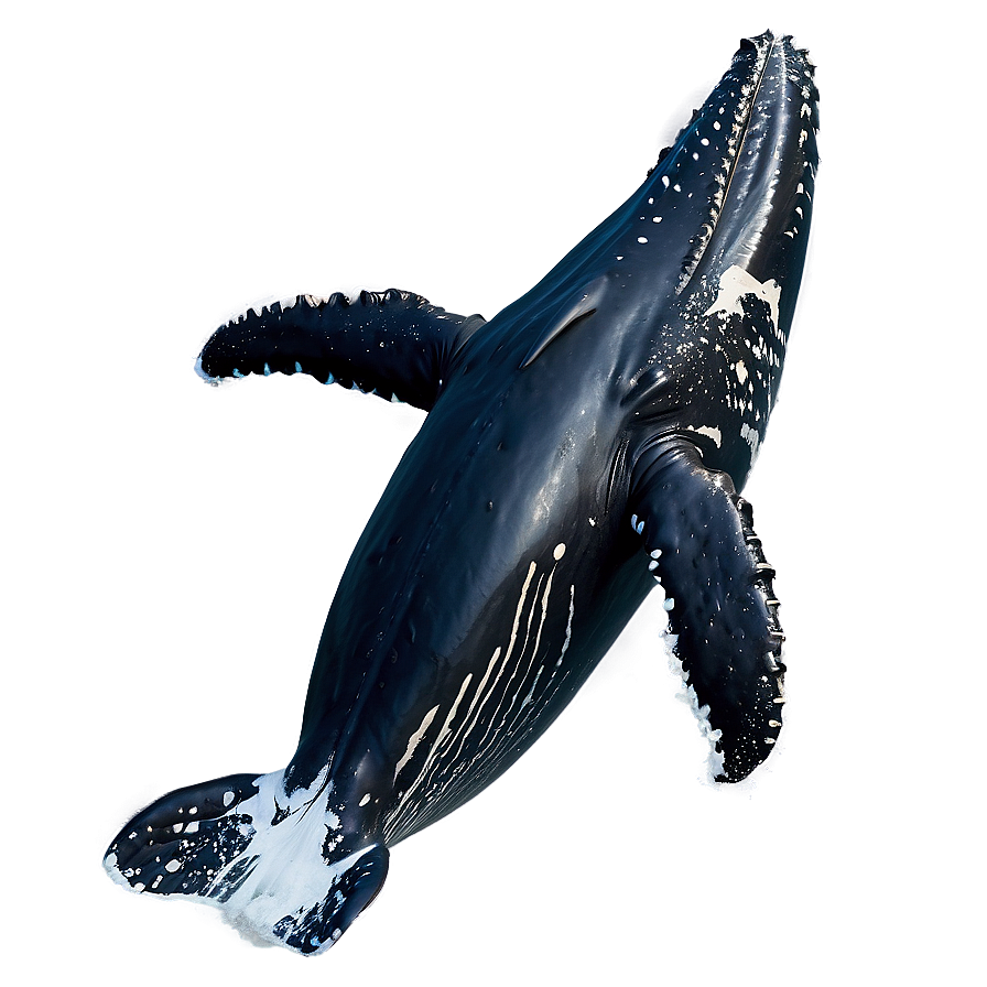 Humpback Whale Identification Guide Png Pje68 PNG Image