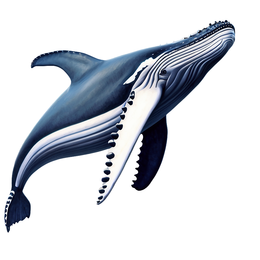 Humpback Whale Illustration Png 41 PNG Image