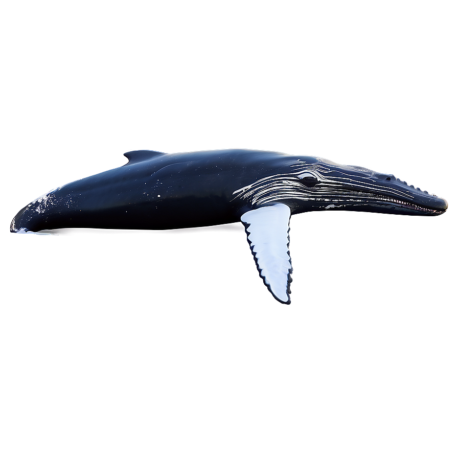 Humpback Whale In Arctic Waters Png Jtu PNG Image