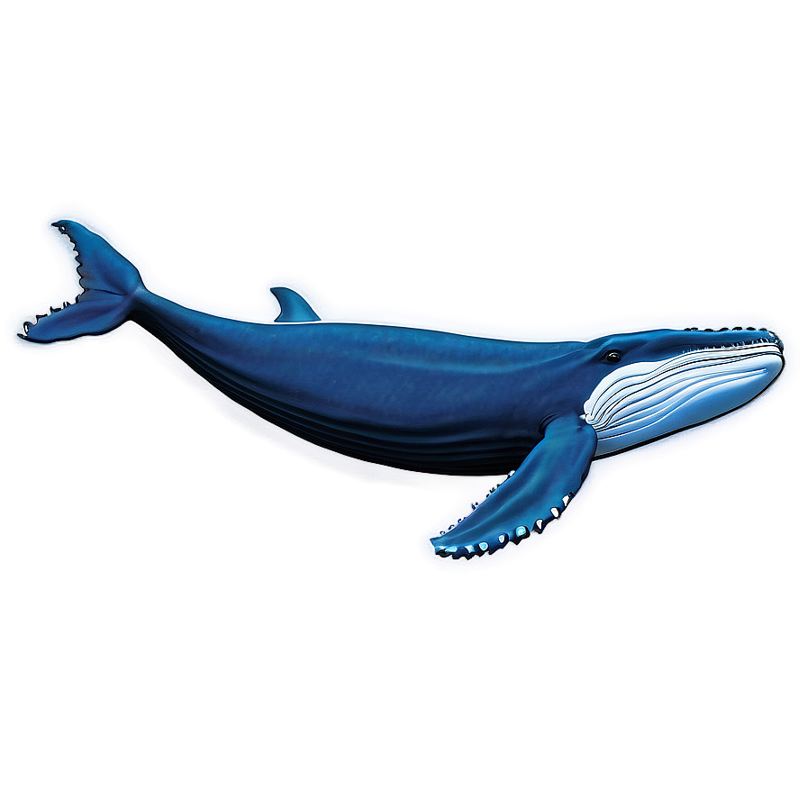 Humpback Whale Marine Biology Png Aqc53 PNG Image