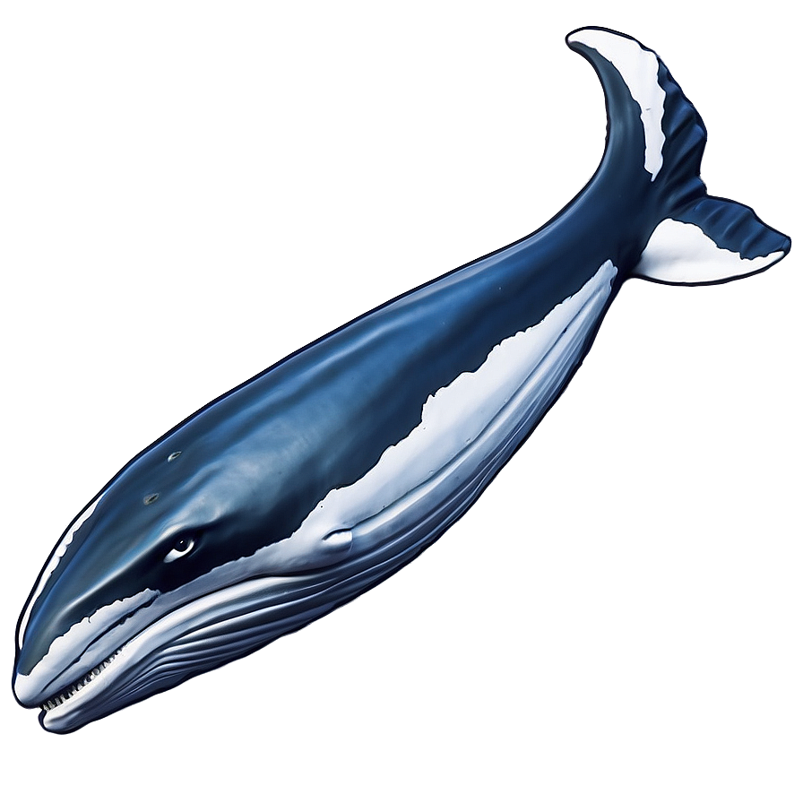 Humpback Whale Marine Biology Png Fee48 PNG Image