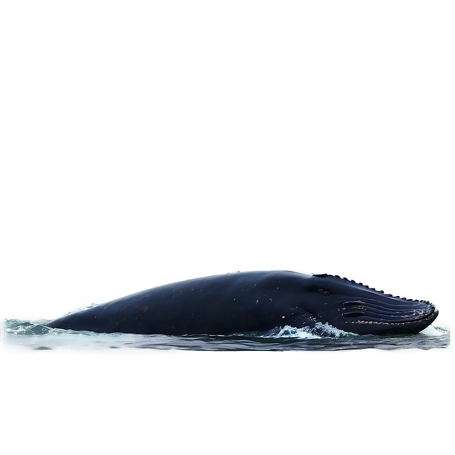 Humpback Whale Peaceful Ocean Png Qgi PNG Image