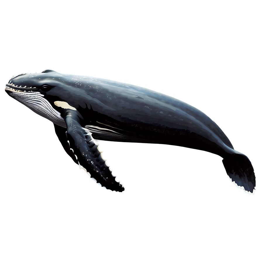 Humpback Whale Scientific Illustration Png 27 PNG Image