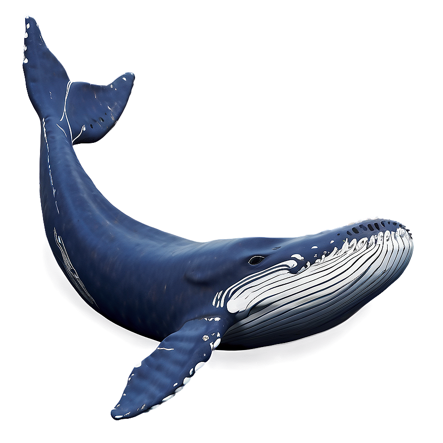 Humpback Whale Song Visualization Png 06212024 PNG Image