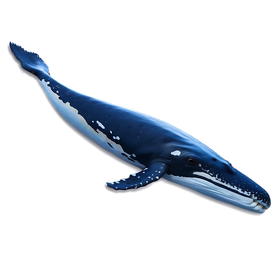 Humpback Whale Spirit Animal Png 90 PNG Image