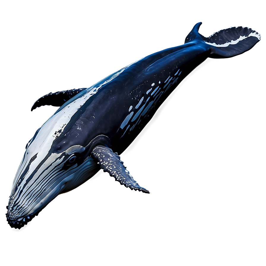 Humpback Whale Watching Experience Png Xci10 PNG Image